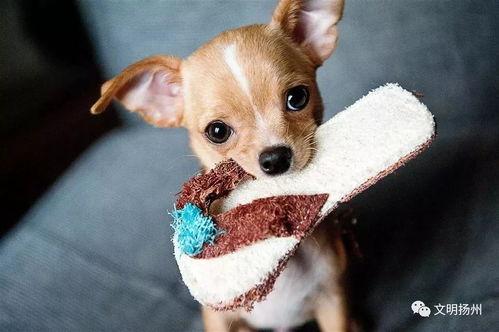 娱乐吃瓜酱狗狗拍照,萌态百出！